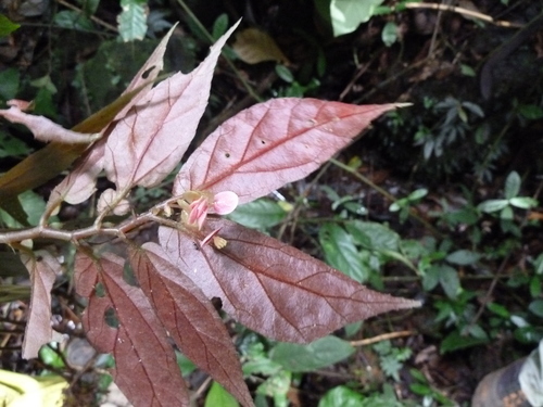 Begonia macrocarpa — photo