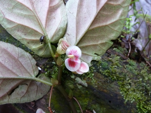 Begonia macrocarpa