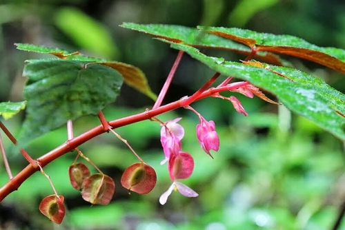 Begonia malabarica (Malabar begonia) — photo
