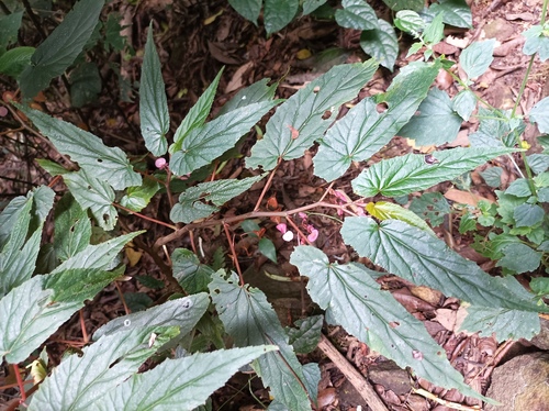 Begonia malabarica (Malabar begonia) — photo