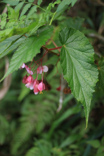 Begonia malabarica