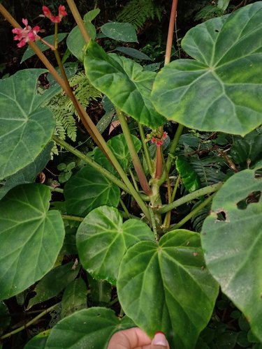 Begonia manicata (Manicata begonia) — photo