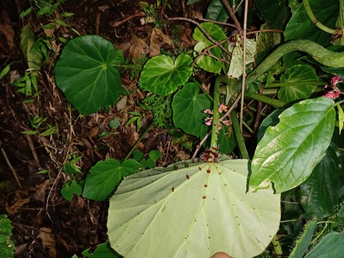 Begonia manicata (Manicata begonia) — photo