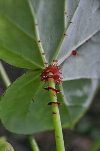 Begonia manicata