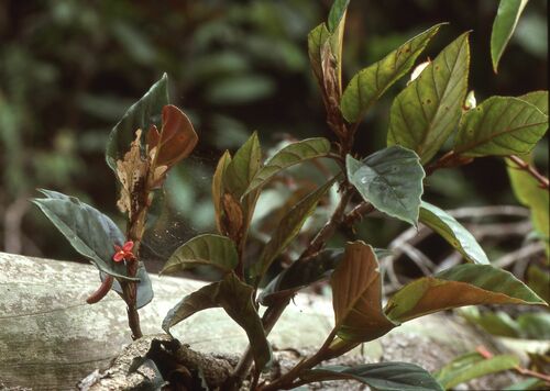 Begonia mannii — photo