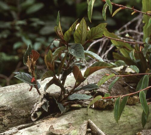 Begonia mannii — photo