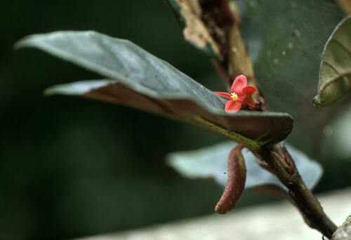 Begonia mannii