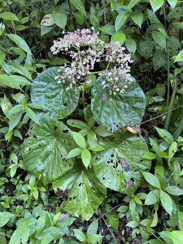 Begonia nelumbiifolia (Lilypad begonia) — photo