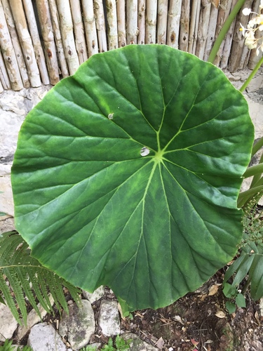 Begonia nelumbiifolia (Lilypad begonia) — photo