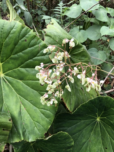 Begonia nelumbiifolia
