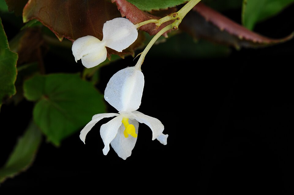 Begonia obversa — photo