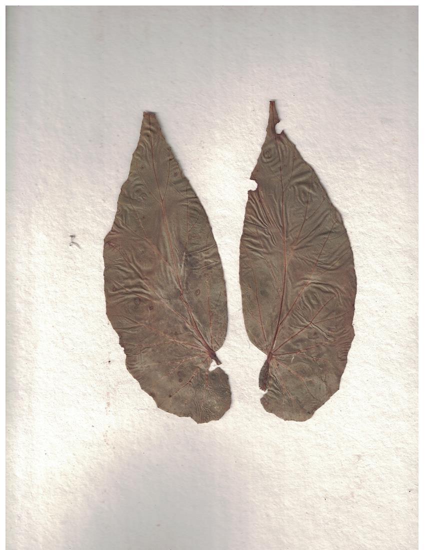 Begonia obversa