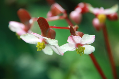 Begonia palmata