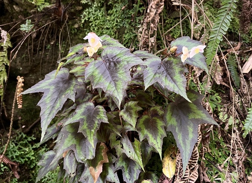 Begonia palmata (Bayia) — photo