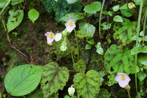 Begonia picta (Painted leaf begonia) — photo