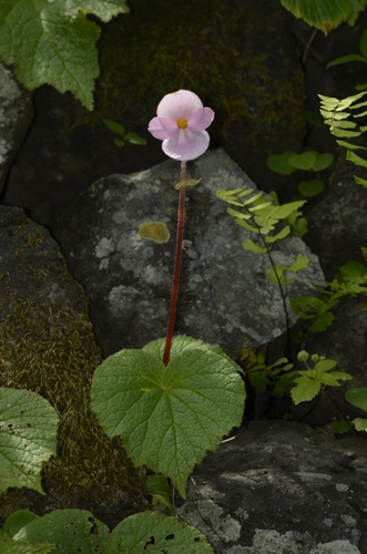 Begonia picta (Painted leaf begonia) — photo