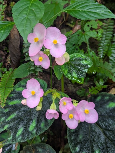 Begonia picta