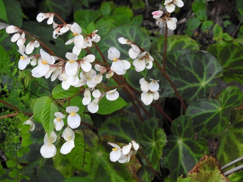 Begonia plebeja — photo