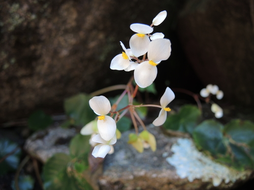 Begonia plebeja