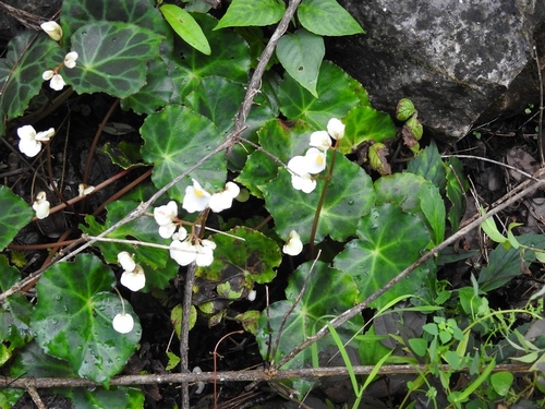 Begonia plebeja — photo