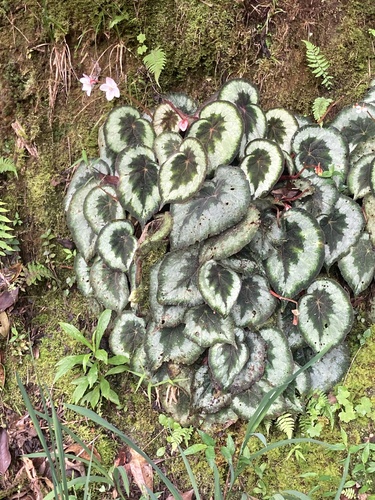 Begonia rex — photo
