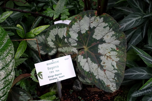 Begonia rex — photo