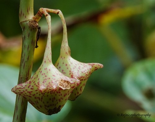 Begonia roxburghii (East Himalayan begonia) — photo