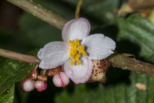 Begonia roxburghii (East Himalayan begonia) — photo