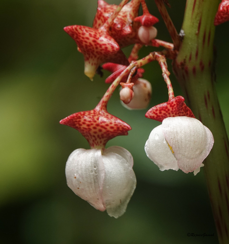 Begonia roxburghii