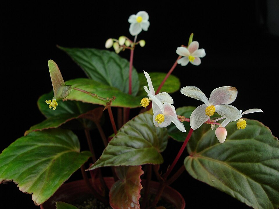 Begonia rubrovenia — photo