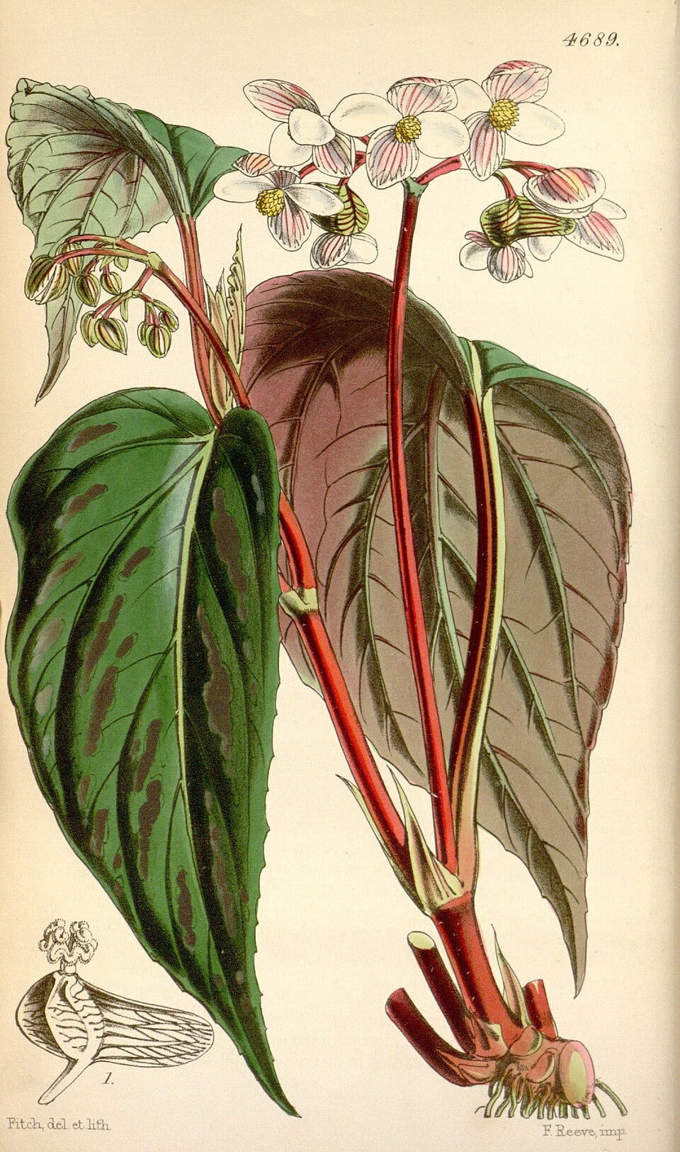 Begonia rubrovenia