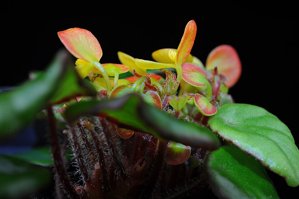Begonia scutifolia — photo