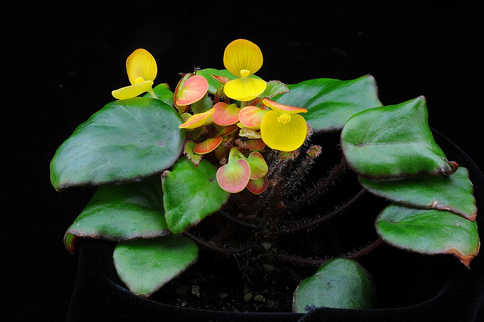 Begonia scutifolia