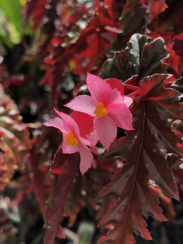 Begonia serratipetala (Toothed begonia) — photo