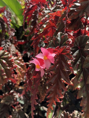 Begonia serratipetala (Toothed begonia) — photo
