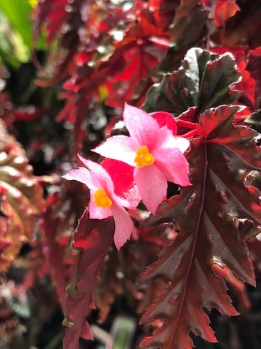 Begonia serratipetala