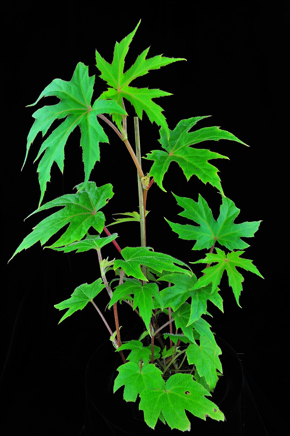 Begonia sikkimensis — photo
