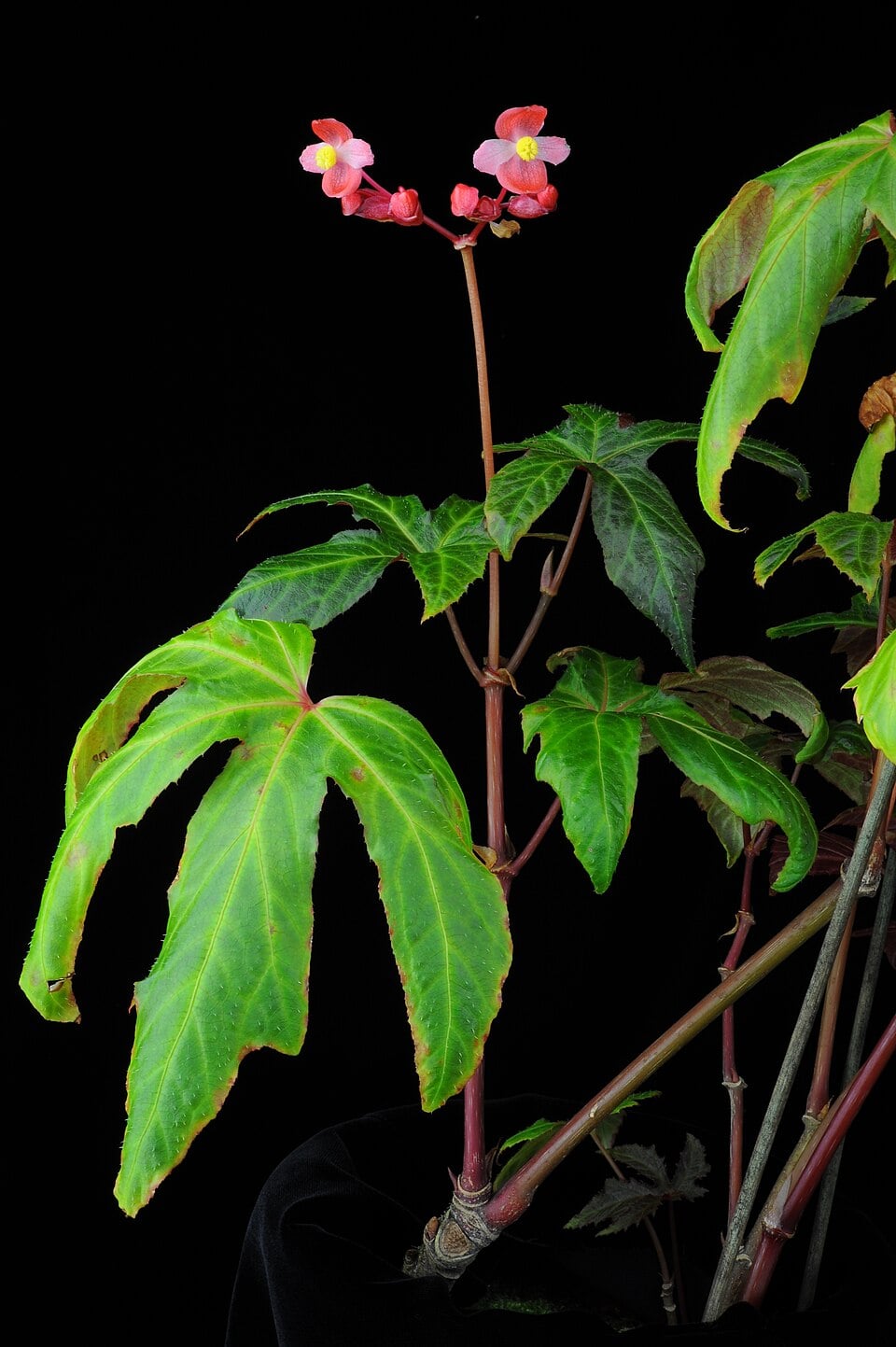 Begonia sikkimensis