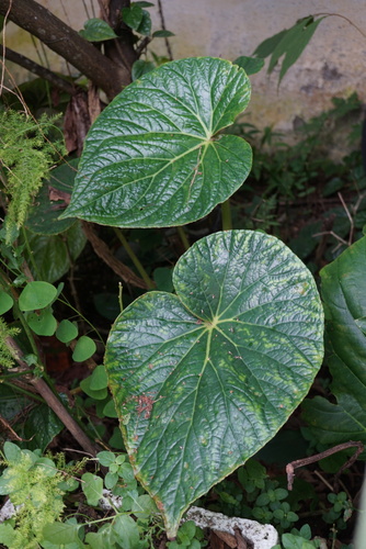 Begonia silletensis var. mengyangensis — photo