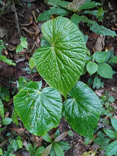 Begonia silletensis var. mengyangensis