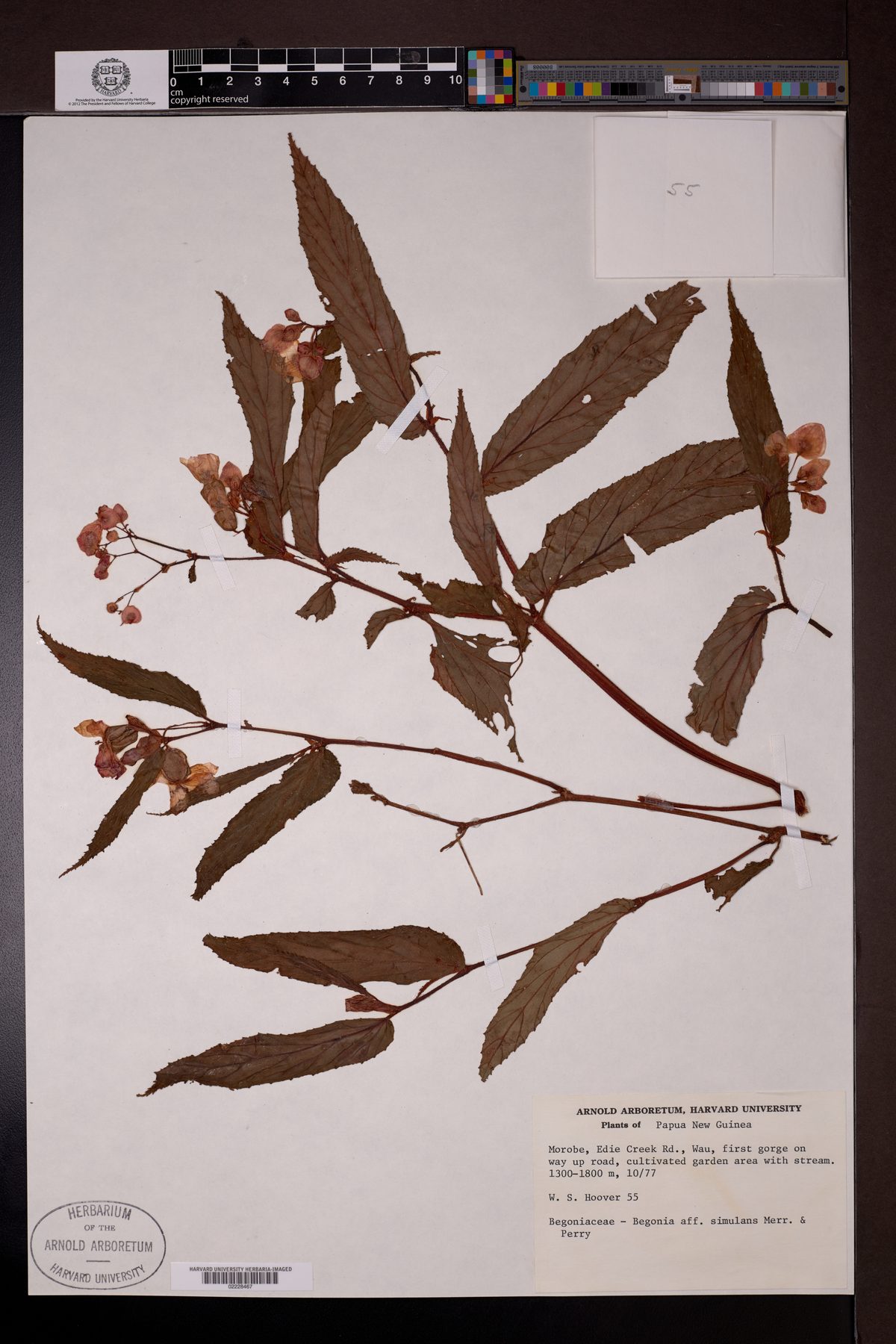 Begonia simulans — photo