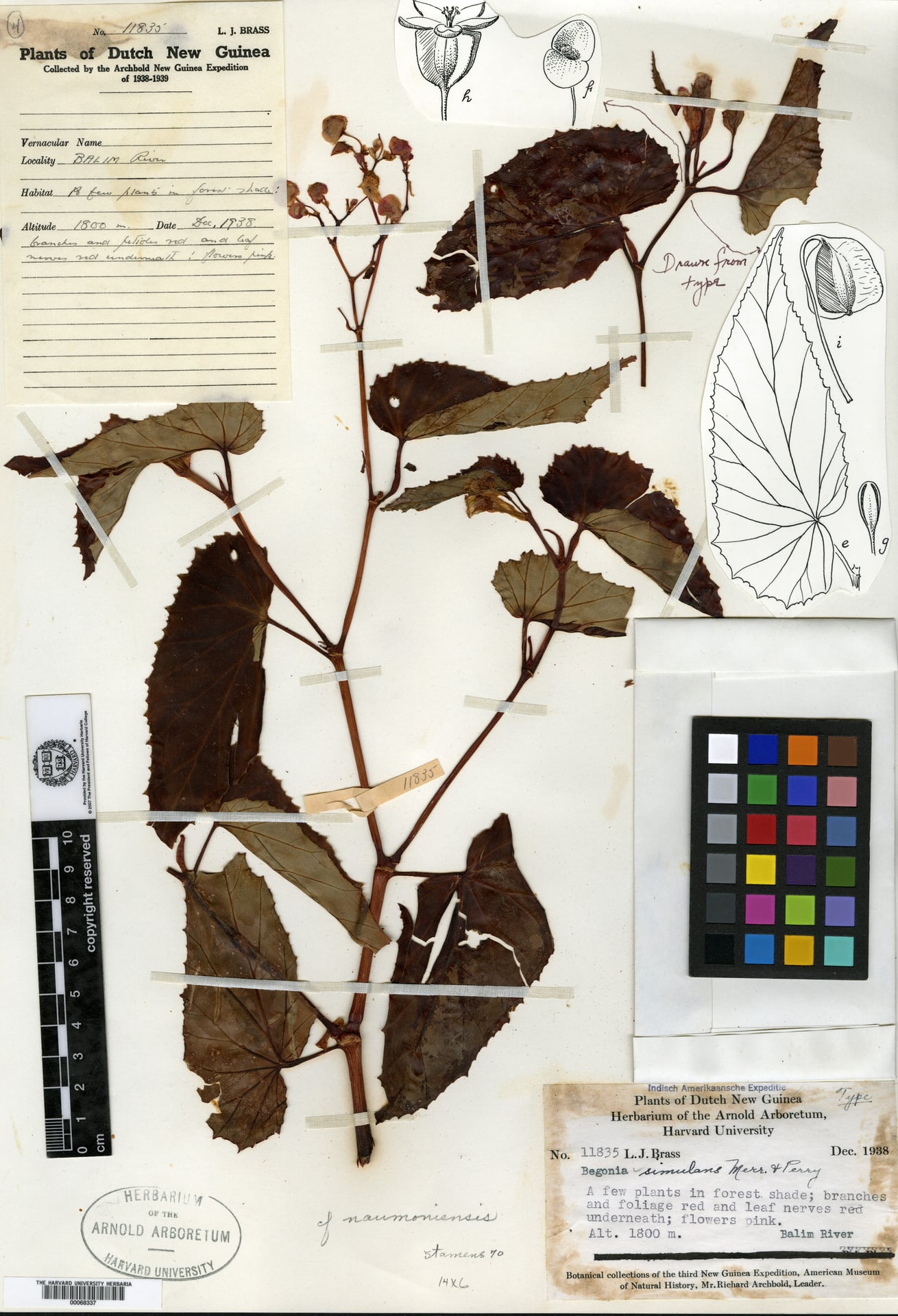 Begonia simulans — photo
