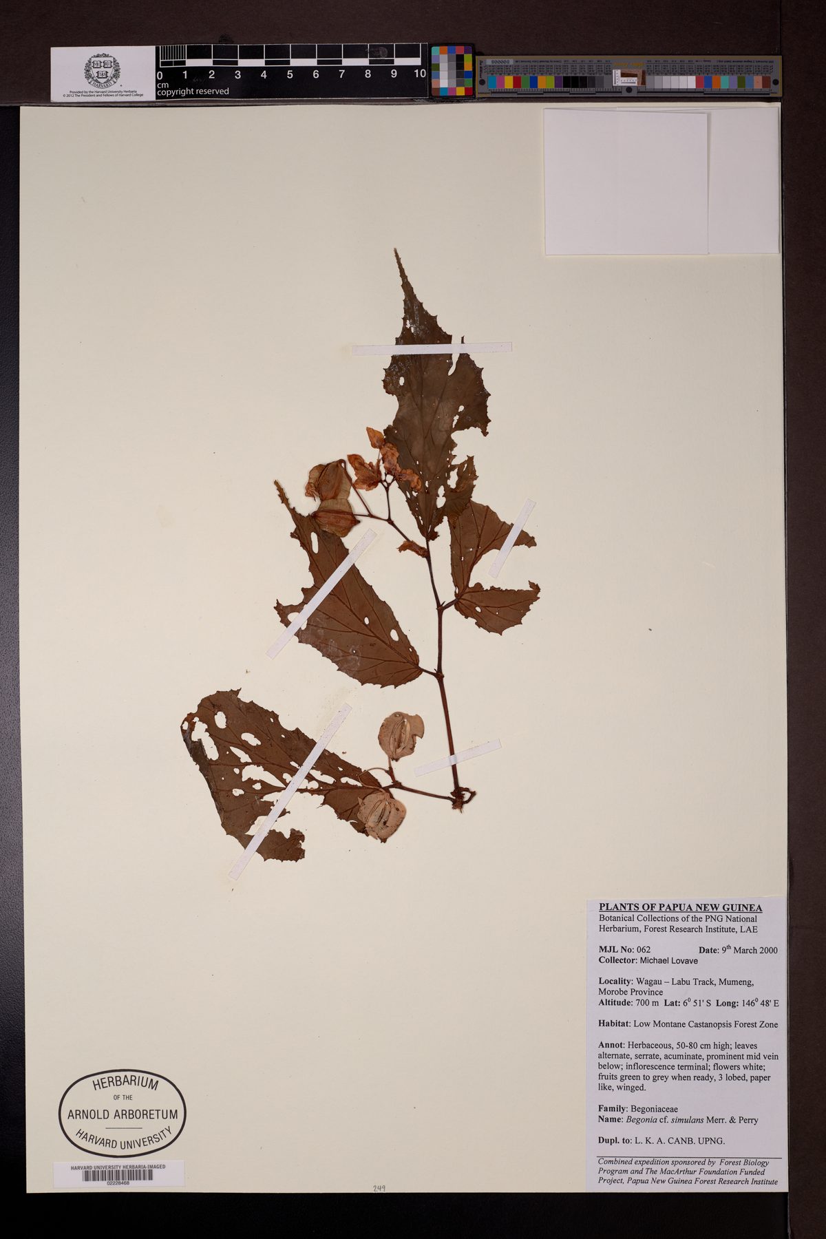 Begonia simulans