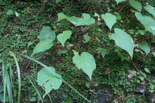 Begonia sinensis — photo