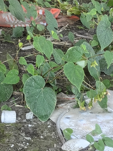 Begonia sinensis — photo