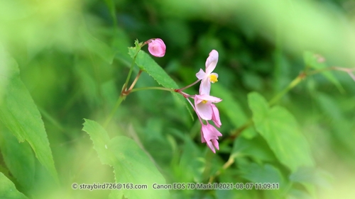 Begonia sinensis