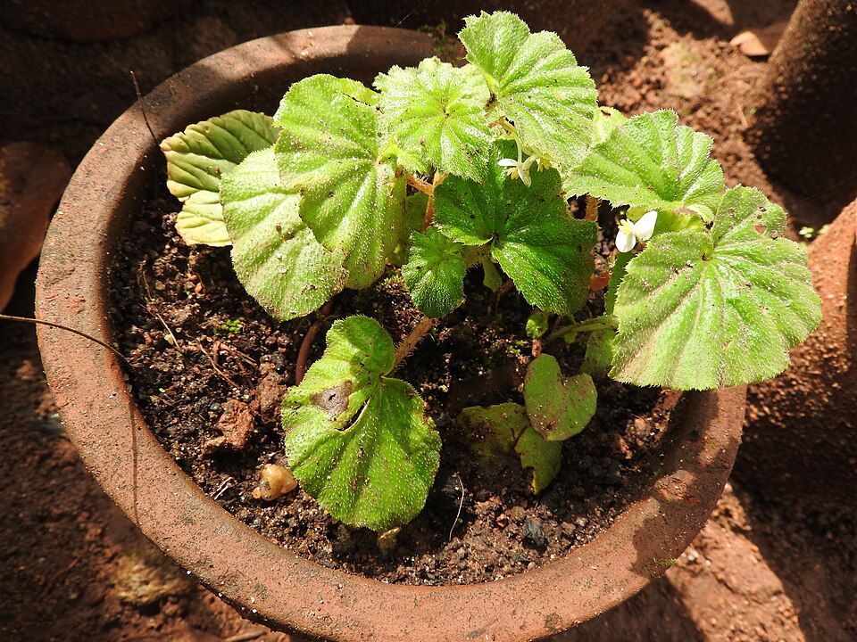 Begonia spp. — photo