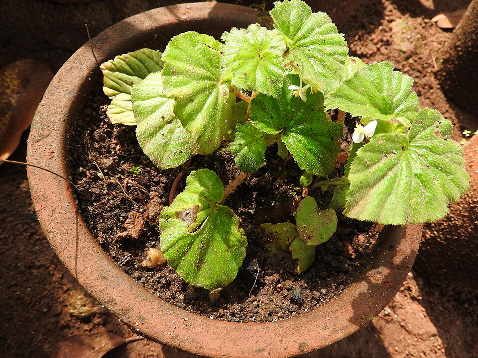 Begonia spp.