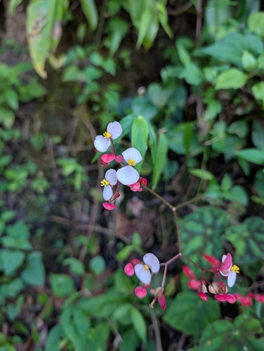 Begonia squarrosa — photo