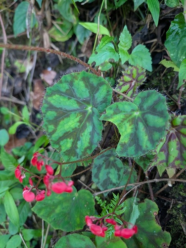 Begonia squarrosa